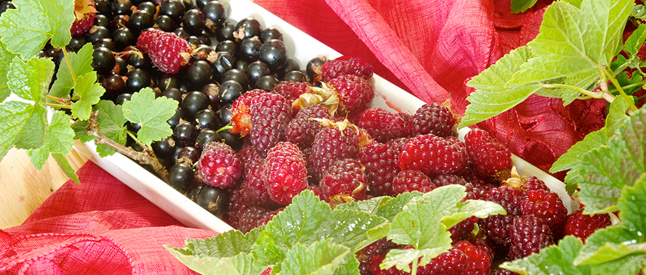 Schwarze Johannisbeere Gelee mit Taybeere (Tayberry) – Rezept